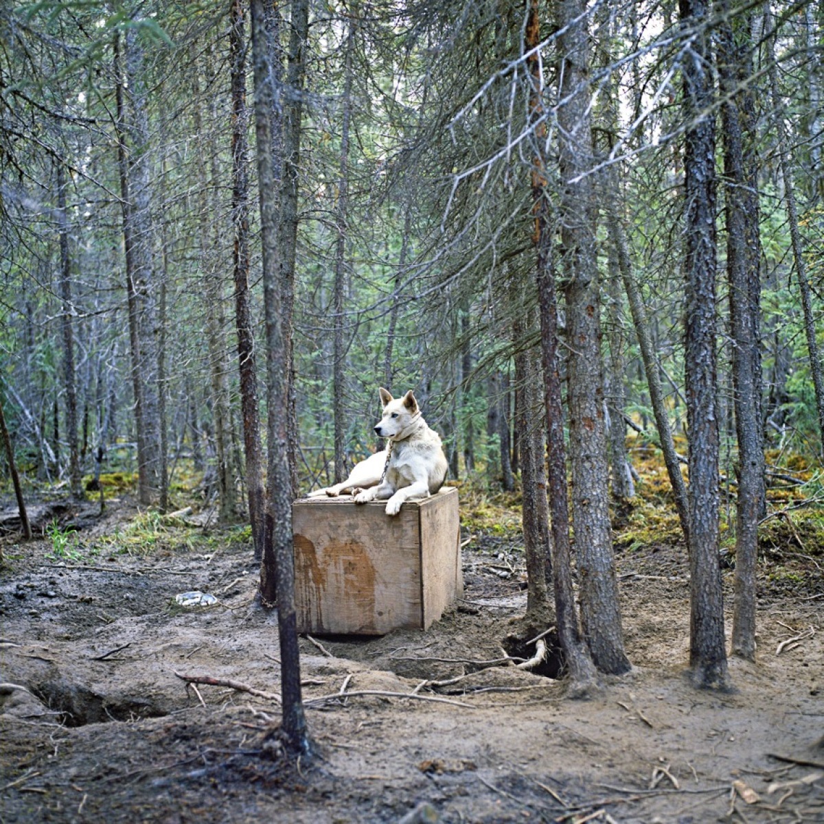 Louise Erdrich: “Nero”